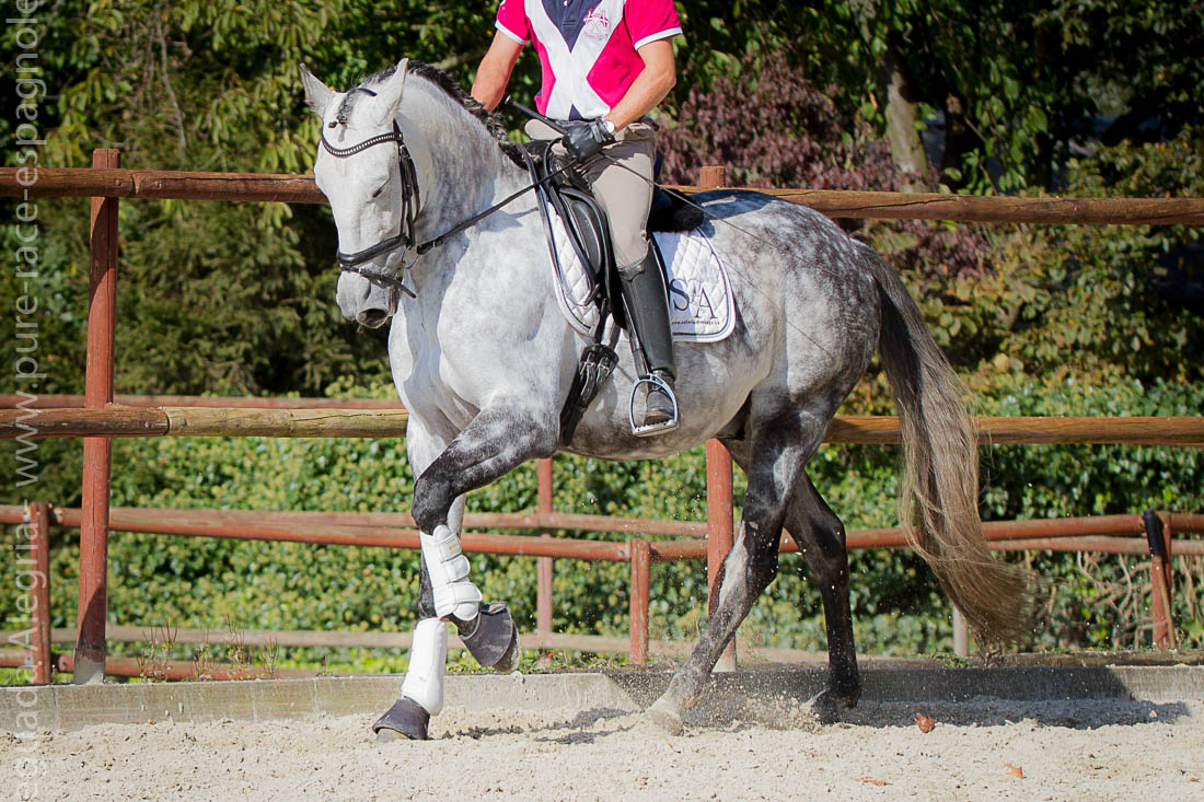 Achat Cheval de loisir andalou Sinfonía - Dressage XL en gros