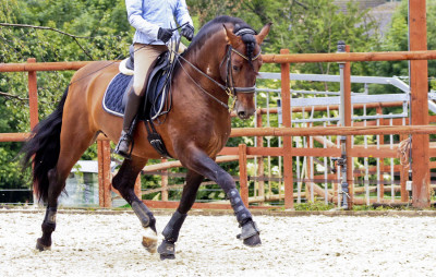 Cheval St-George « France »