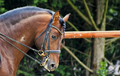 Cheval St-George « France »