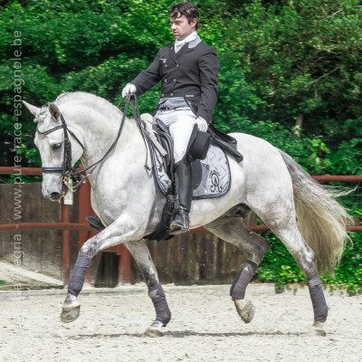 2013 Master Cheval Ibérique <div>Fenomeno Alegria</div>