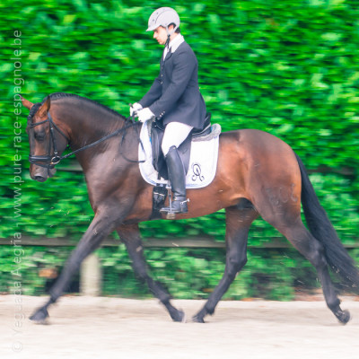 2013 Master Cheval Ibérique <div>Faro Alegria 4ans</div>